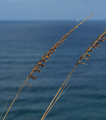 Desmostachya bipinnata