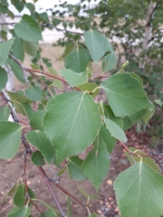 Betula platyphylla