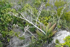 Gasteria acinacifolia