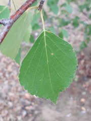 Betula platyphylla