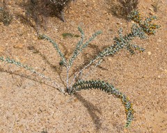 Daviesia pachyphylla