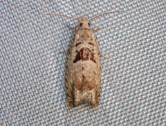 Epinotia ramella