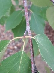 Betula platyphylla