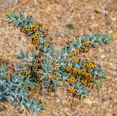 Daviesia pachyphylla