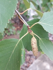 Betula platyphylla