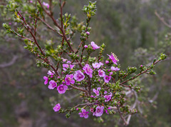 Kunzea affinis