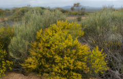 Allocasuarina humilis