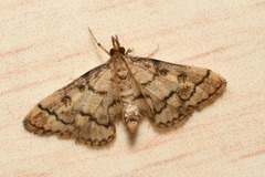 Metasia ophialis