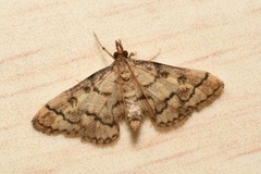 Metasia ophialis