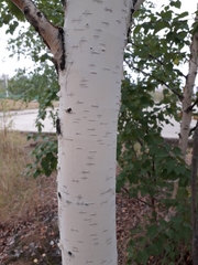 Betula platyphylla