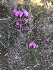 Gompholobium scabrum