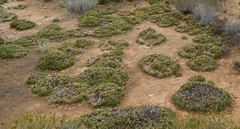 Borya constricta