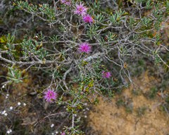 Melaleuca scabra