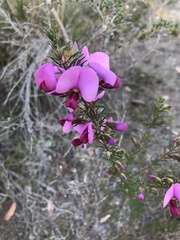 Gompholobium scabrum