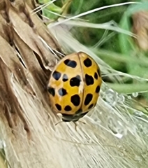 Harmonia axyridis