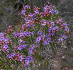 Calytrix leschenaultii
