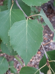 Betula platyphylla