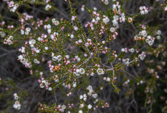 Thryptomene australis brachyandra