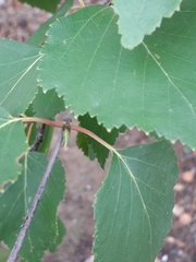 Betula platyphylla