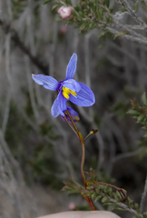 Chamaescilla corymbosa