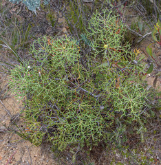 Petrophile divaricata