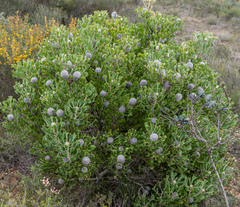 Isopogon trilobus