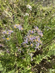 Galatella sedifolia