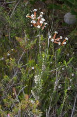 Lysinema ciliatum