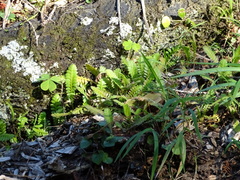Leptinella squalida squalida
