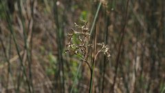 Juncus textilis