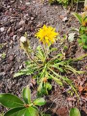 Crepis chrysantha