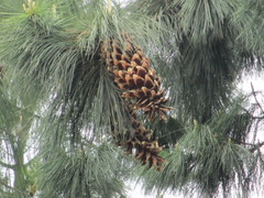 Pinus ayacahuite