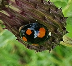 Harmonia axyridis
