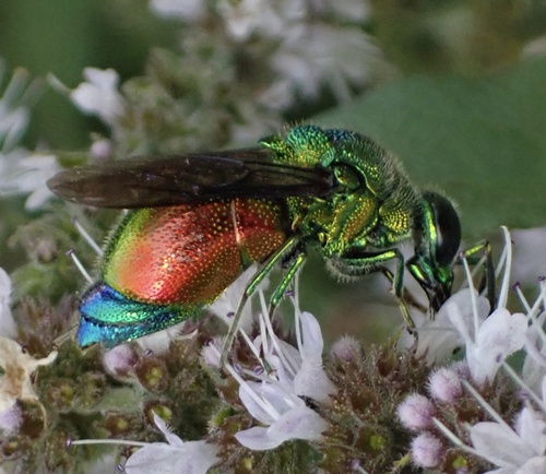 Zlatna osica (Stilbum cyanurum)