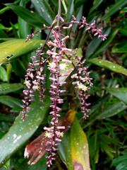 Cordyline cannifolia