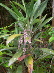 Cordyline cannifolia