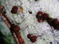 Baeomyces carneus