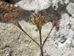 Valeriana saxicola