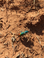 Cicindela scutellaris scutellaris