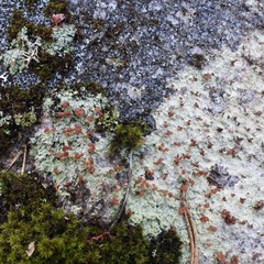 Baeomyces carneus