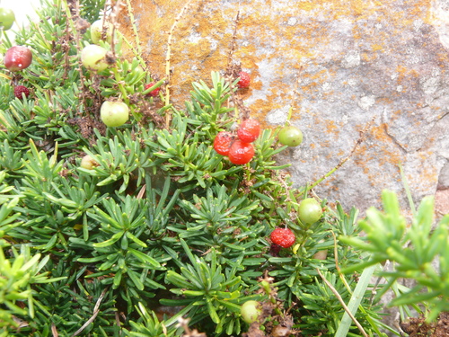Asparagus densiflorus