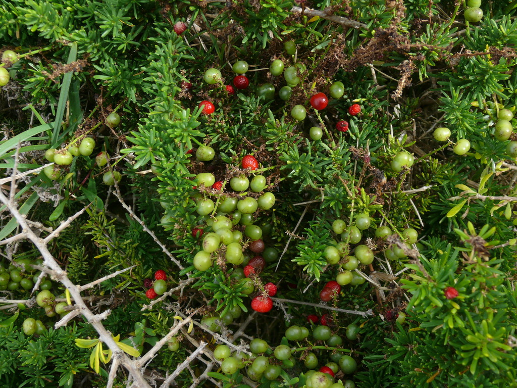 Asparagus densiflorus