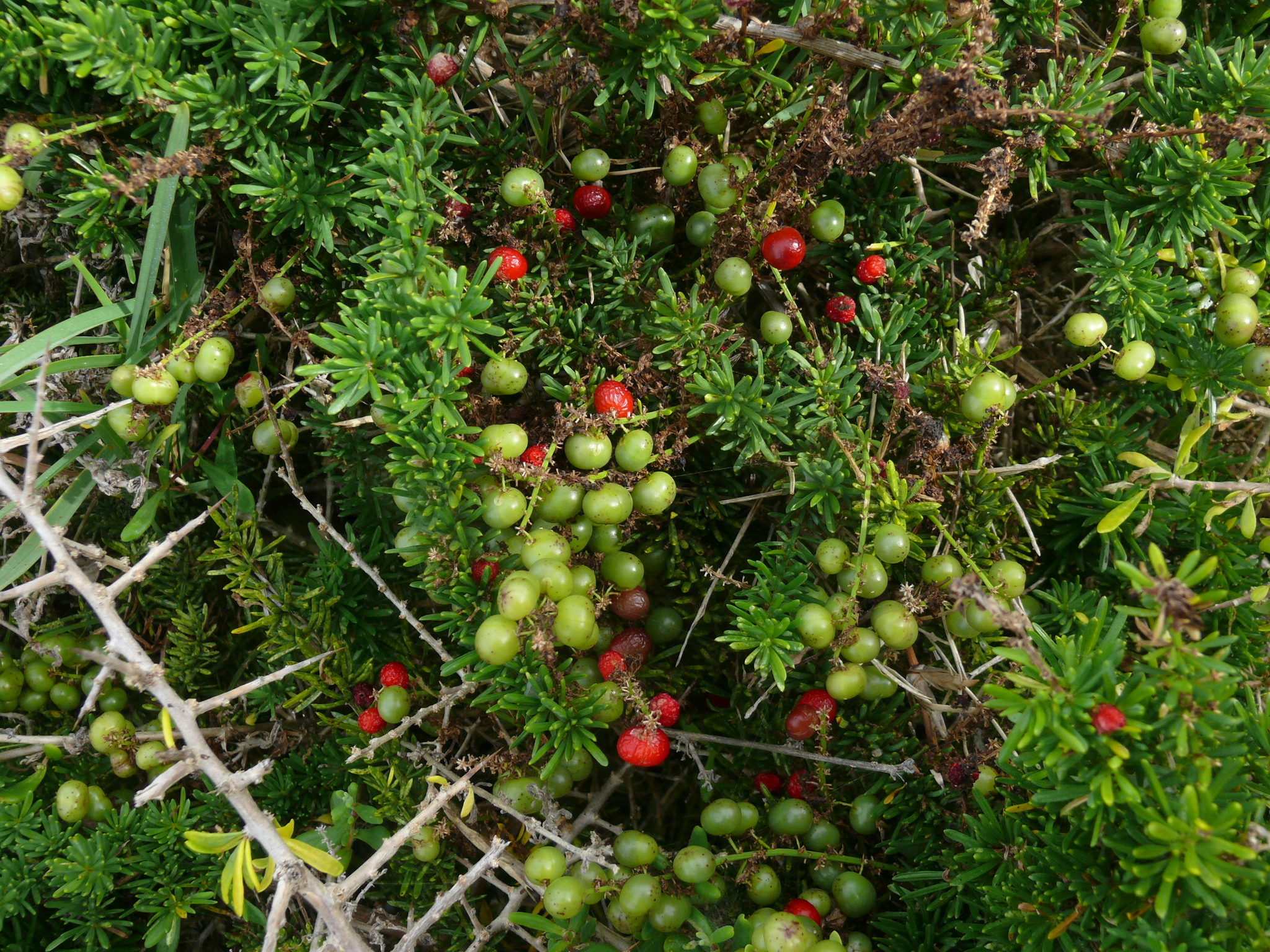 Asparagus densiflorus