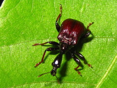 Paracycnotrachelus chinensis