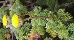 Cotula discolor