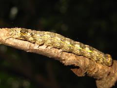 Rusicada privata