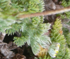 Cotula discolor