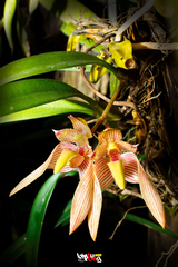 Bulbophyllum bicolor