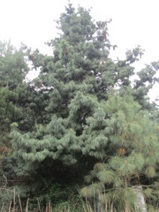Pinus ayacahuite