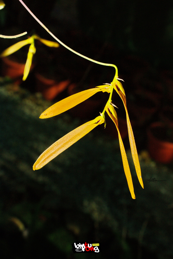 Bulbophyllum wallichii